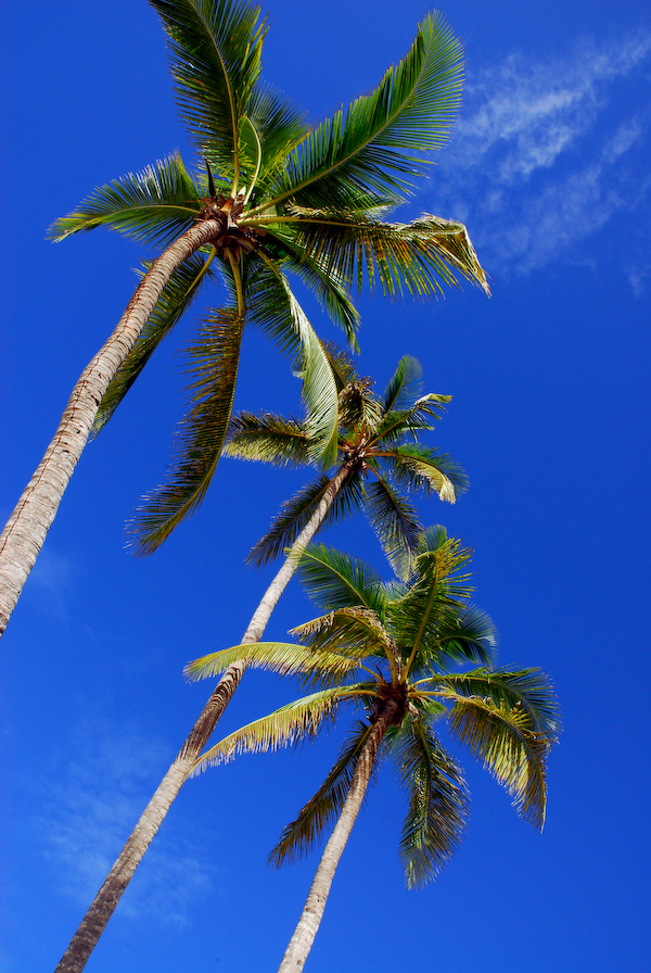 Aruba Wall Art Photography of 3 palm trees and blue sky on Island of Aruba.