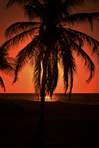 Aruba Wall Art Photography of a palm tree at sunset.