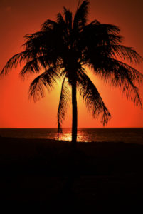 Aruba Wall Art Photography of a palm tree at sunset on Palm Beach, Aruba.