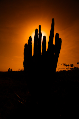 Aruba Wall Art Photography of cactus and sunset.