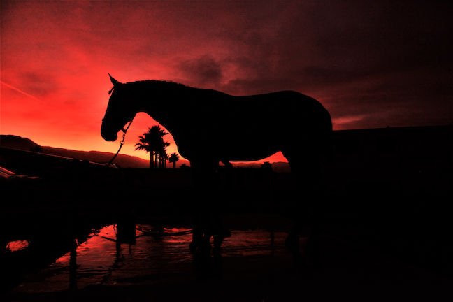 Ocala Equestrian Photographers