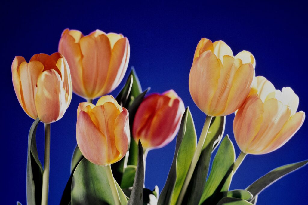 Wall Art Photography Tulips
