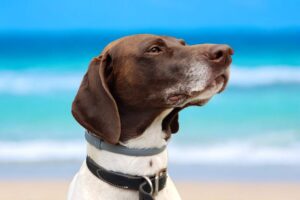 Cape Coral Pet Photographer